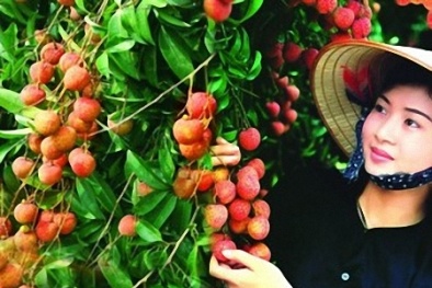 Thứ trưởng Bộ Công Thương: 'Nhiều người miền Nam chưa bao giờ được ăn vải thiều'